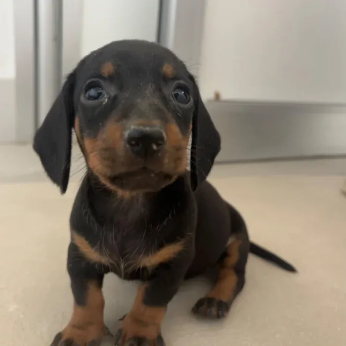 Cucciolo in primo piano