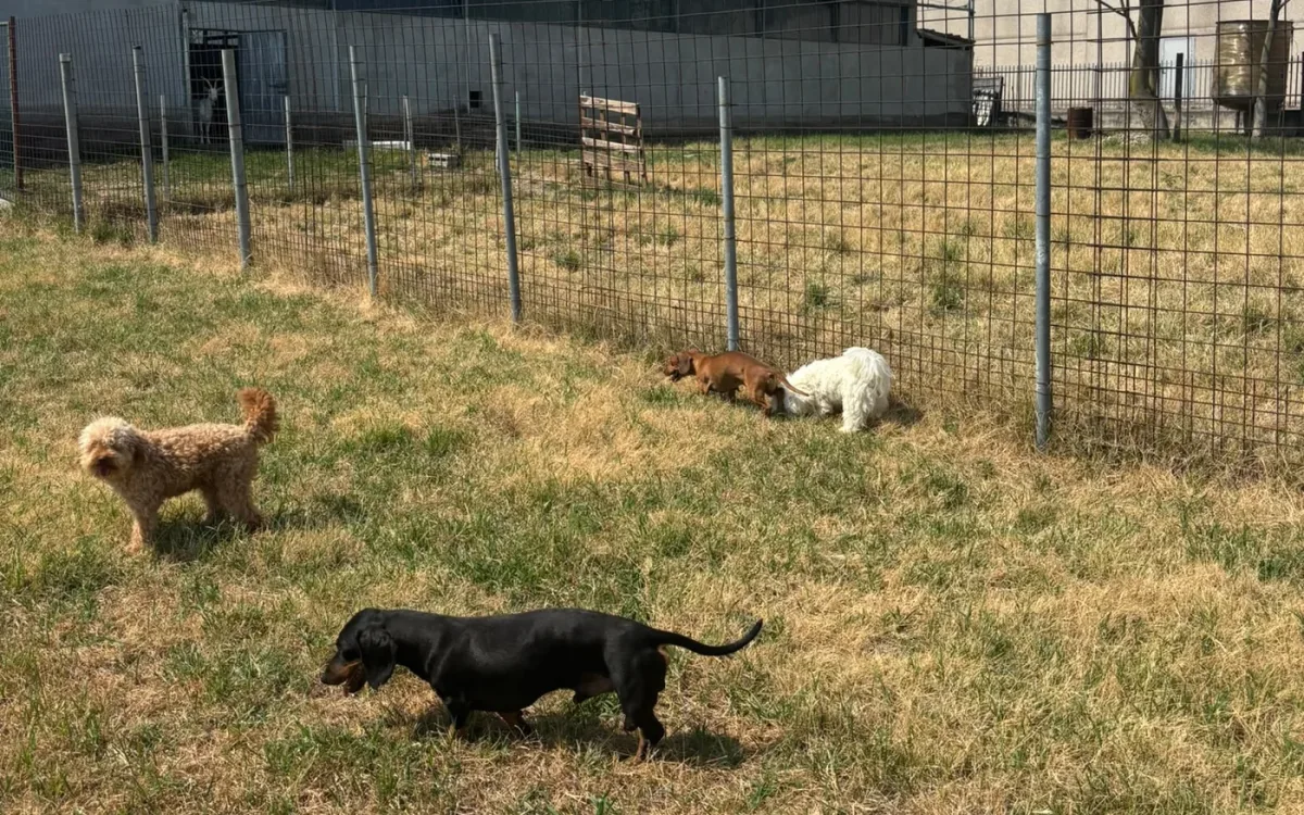 Spazio esterno dell’allevamento con i cani
