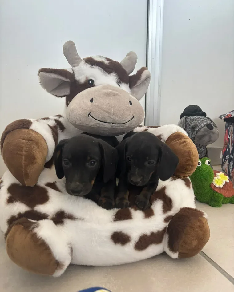 Due cuccioli insieme