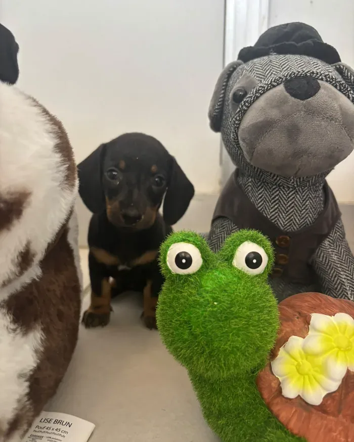 Cucciolo tra i giochi