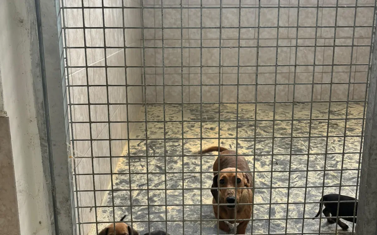 Area della struttura dedicata ai cani