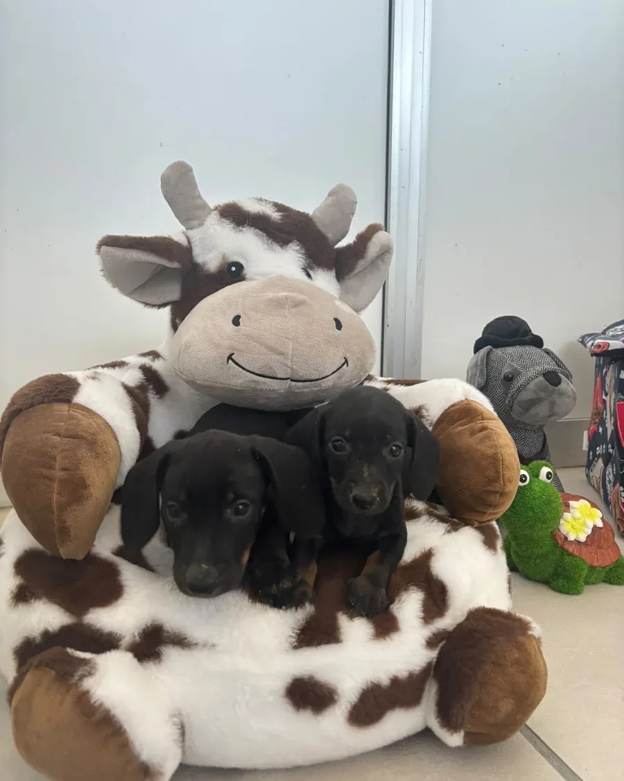 Cuccioli durante un momento tranquillo