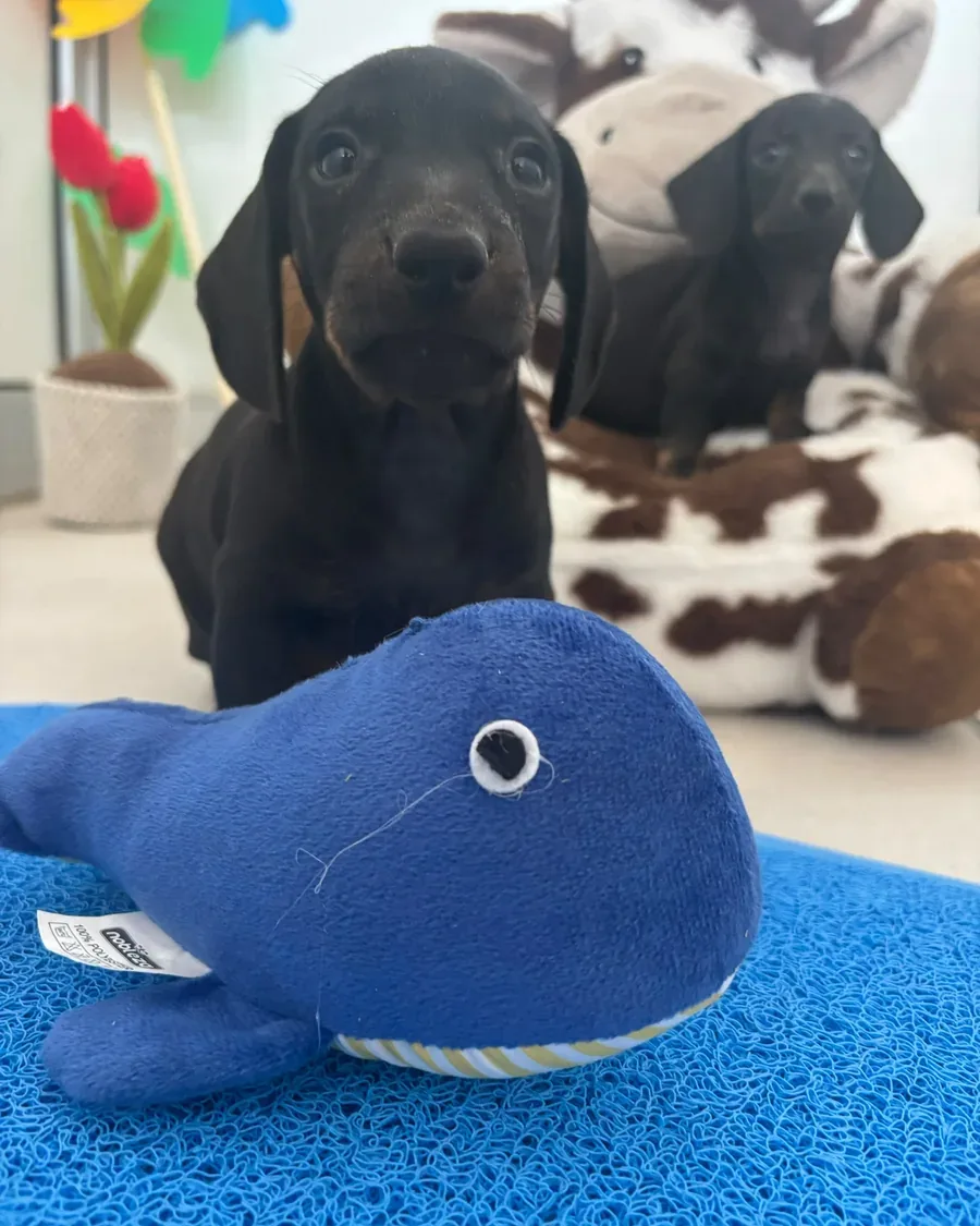 Cucciolo vicino ai giochi